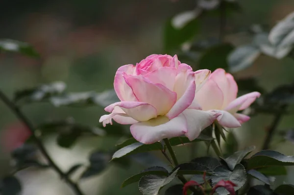 Hermosa Flor Jardín Pétalos — Foto de Stock