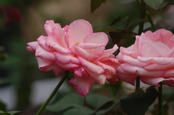 Jardín Lleno Flores Florecientes Primavera — Foto de Stock