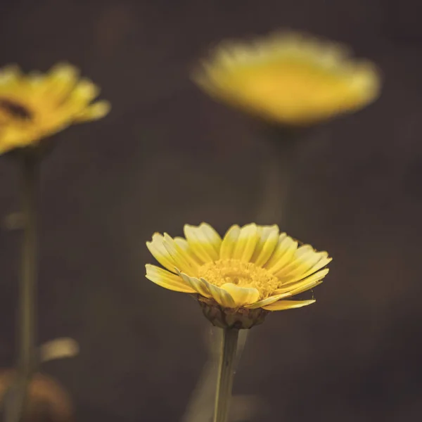 Vista Hermosa Flor — Foto de Stock