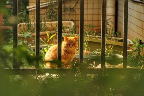 Gato Rojo Jardín — Foto de Stock