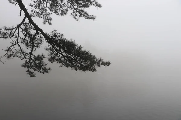 Bellissimo Paesaggio Invernale Con Alberi Foresta — Foto Stock