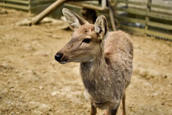 Canguro Zoológico — Foto de Stock