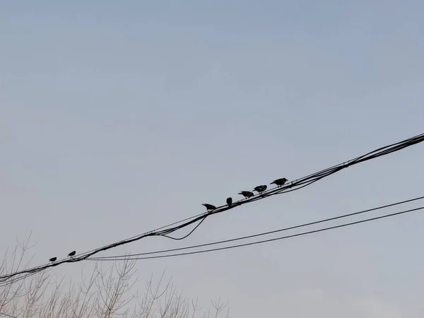 Pássaros Telhado Uma Casa Pássaros — Fotografia de Stock