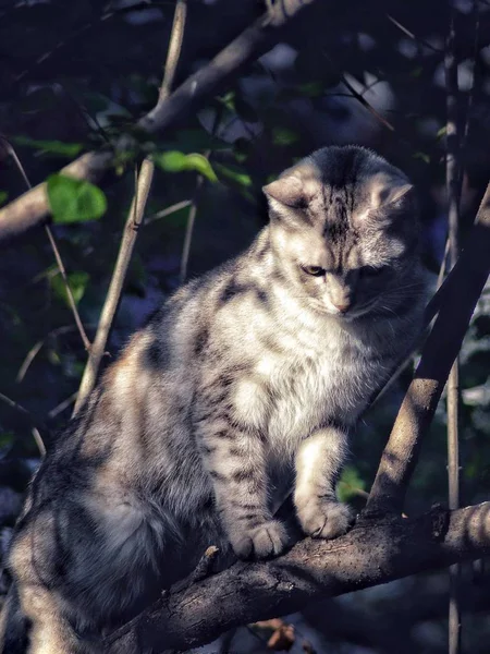 Katze Auf Der Straße — Stockfoto