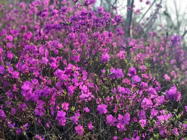 Schöne Botanische Aufnahme Natürliche Tapete — Stockfoto