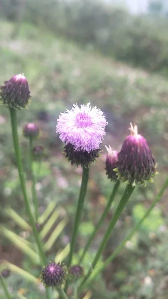 Beautiful blooming wildflowers on field, close up view