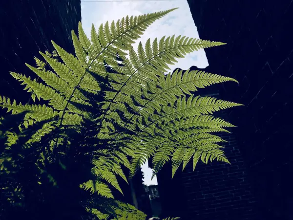 Hermoso Plano Botánico Fondo Pantalla Natural — Foto de Stock