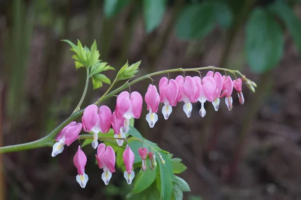 美丽的花瓣 花卉植物 — 图库照片