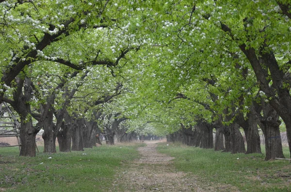 apple orchard in spring