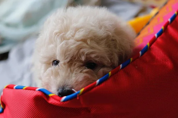 Lindo Perro Peludo Concepto Animal — Foto de Stock