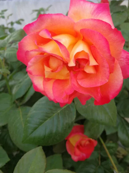 Flor Tierna Flor Primavera Durante Día — Foto de Stock