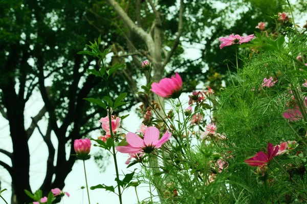 Letní Čas Květin Kvete Jaře — Stock fotografie