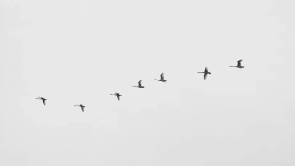 空を飛ぶ鳥の群れ — ストック写真