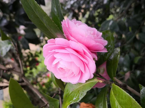 Hermosas Flores Pétalos Planta Floral — Foto de Stock