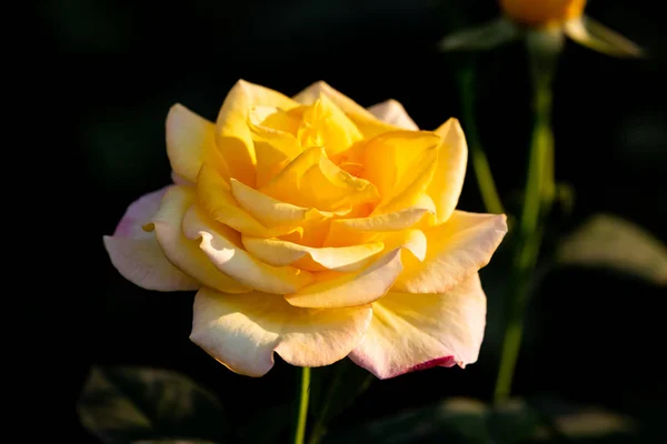 Rosa Amarilla Jardín — Foto de Stock
