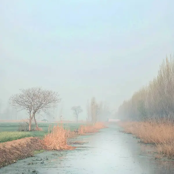 Beautiful Landscape Trees Fog — Stock Photo, Image