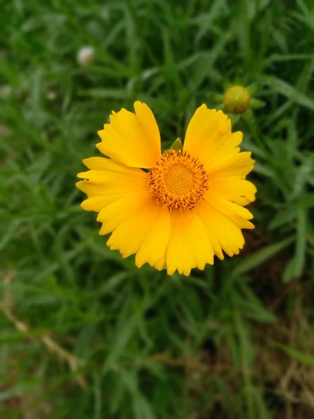 Hermoso Plano Botánico Fondo Pantalla Natural — Foto de Stock