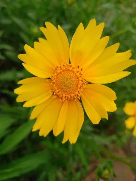 Çiçeğin Yakın Görüntüsü — Stok fotoğraf