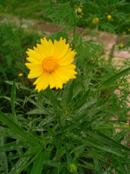 Hermosas Flores Amarillas Pétalos Planta Floral — Foto de Stock