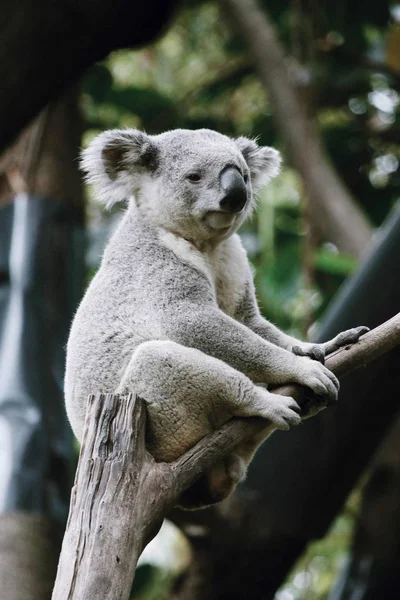 Zbliżenie Młody Koala — Zdjęcie stockowe