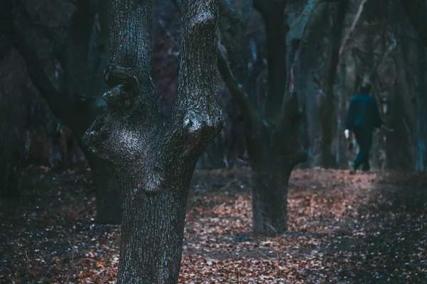 Velký Mocný Starý Strom Lese — Stock fotografie