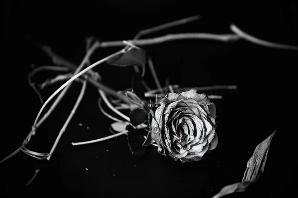 Rose Bianche Nere Sfondo Scuro — Foto Stock