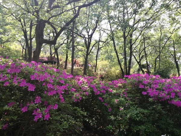 Flores Color Rosa Jardín —  Fotos de Stock