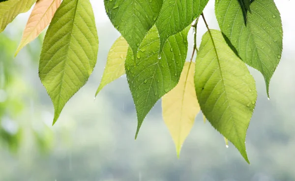 Hojas Verdes Árbol Flora — Foto de Stock