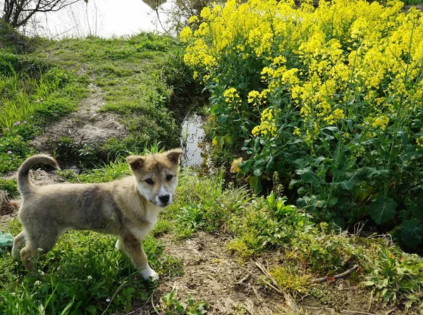 Portait Perro Parque Durante Día — Foto de Stock