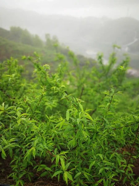 green tea leaves, tea leaf