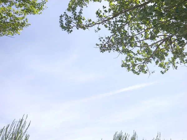 Ramas Árboles Con Cielo Azul — Foto de Stock