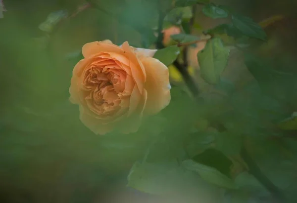 Hermoso Plano Botánico Fondo Pantalla Natural — Foto de Stock