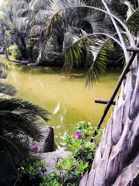 Árboles Selva Tropical Parque — Foto de Stock