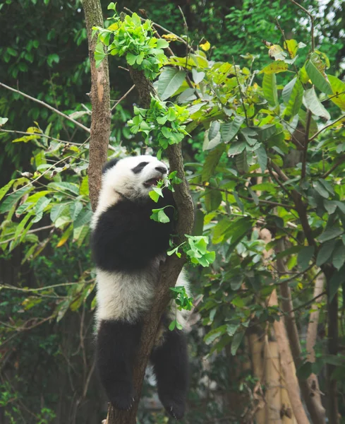 熊猫熊动物 亚洲熊 — 图库照片