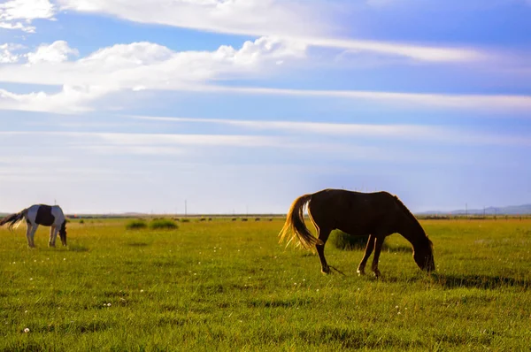 Chevaux Sur Champ Été — Photo