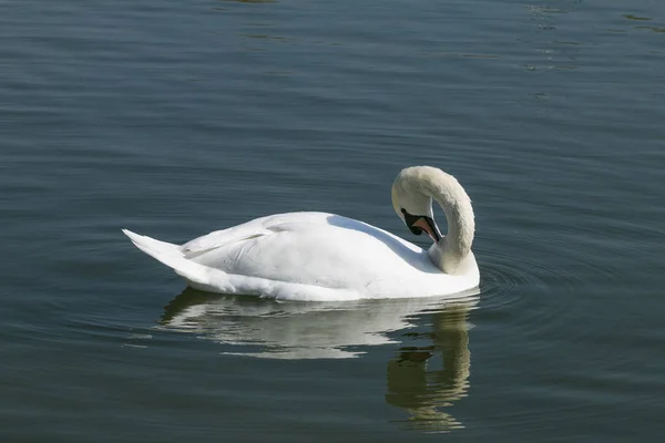 Fehér Hattyú Tavon — Stock Fotó