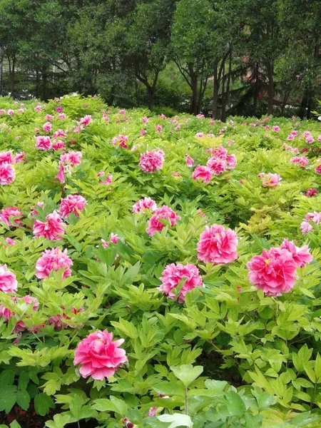 Rosafarbene Blumen Garten — Stockfoto