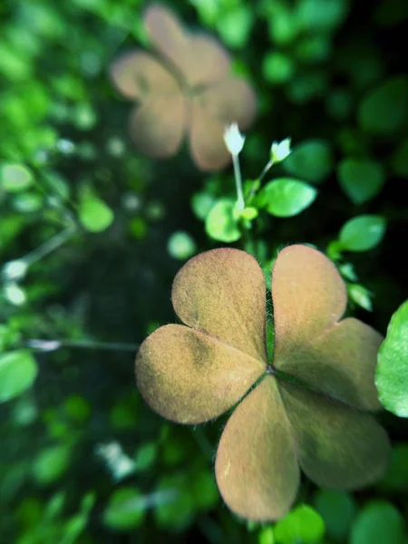 Groen Klaverblad Blad — Stockfoto