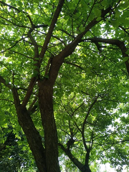 Grønne Trær Skogen – stockfoto