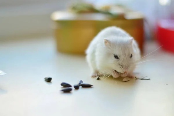 Hamster Mignon Dans Chambre — Photo