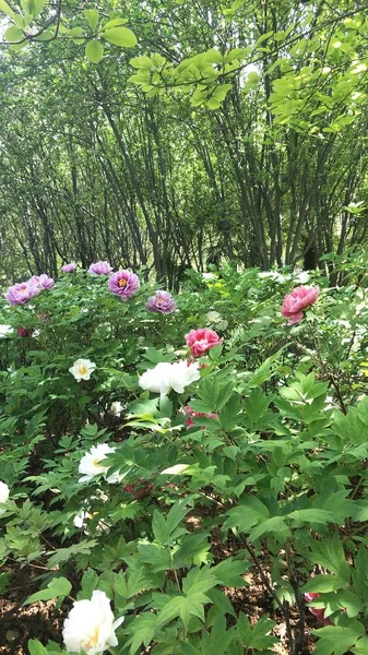 Schöne Blumen Garten — Stockfoto