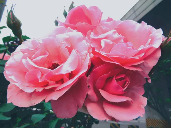 Vista Cerca Rosas Rosadas — Foto de Stock