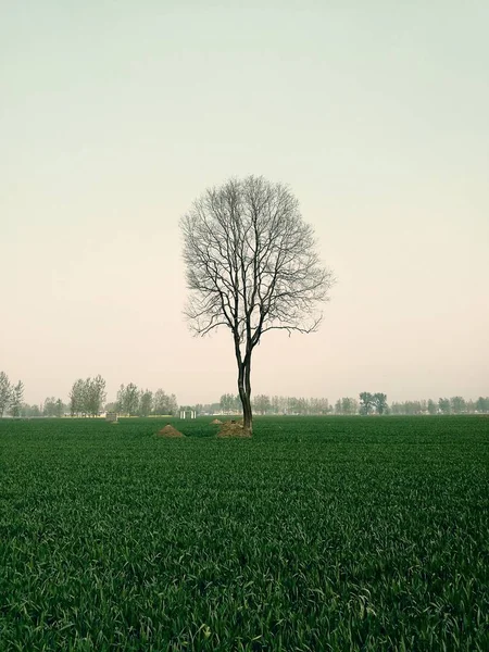 Bela Paisagem Com Árvores Grama Verde — Fotografia de Stock