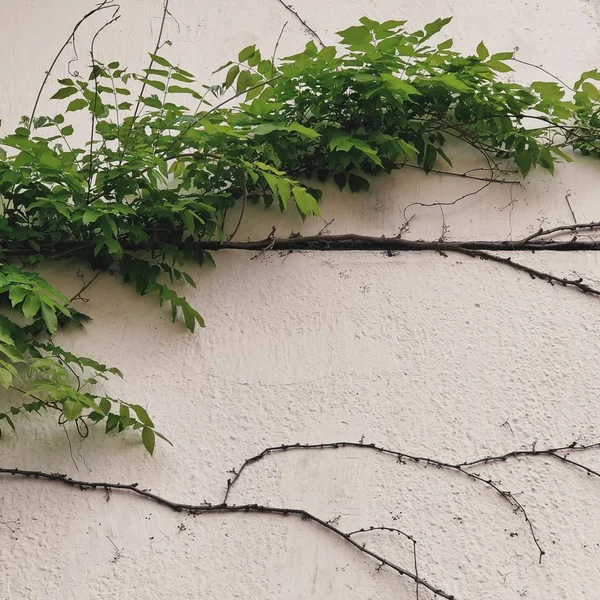 old green ivy on the wall