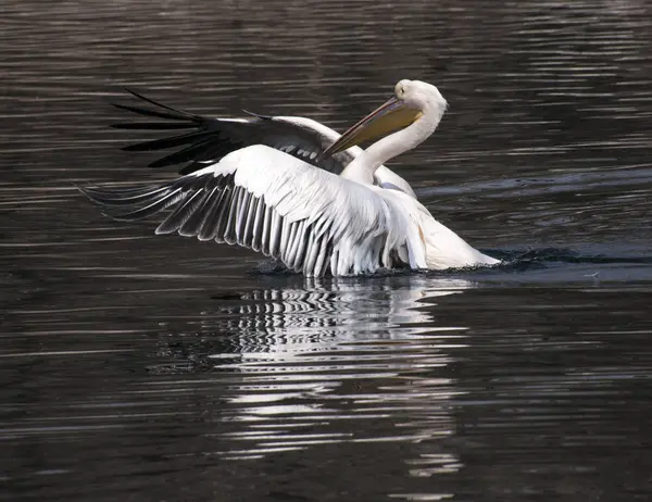 Pelicano Lago — Fotografia de Stock