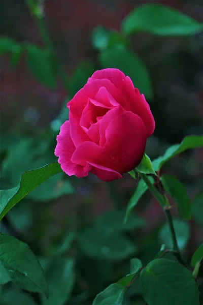 Flor Tierna Flor Primavera Durante Día — Foto de Stock