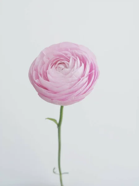 Rosa Sobre Fondo Blanco — Foto de Stock