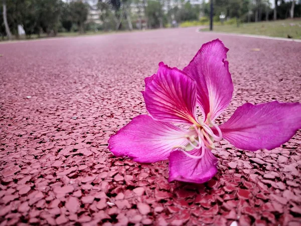 pink flower on the asphalt road