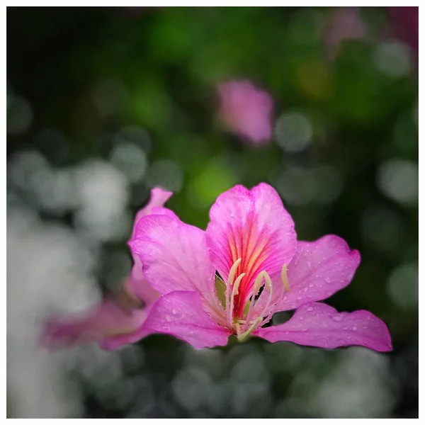 beautiful pink flower background