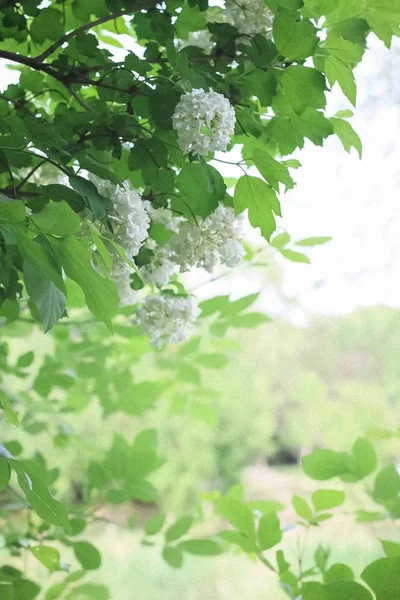 green foliage, leaves summer flora